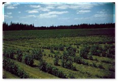 Fig 2 young fruiting plants in a field .jpg